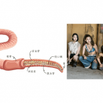 【生物知多啲：蚯蚓】蚯蚓斬頭斬尾也能重生？秘密在細胞分化！