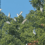 【觀鳥新手攻略】本港野生雀鳥逾550種   最佳觀鳥季9月至翌年5月   香港島邂逅「極度瀕危」小葵花鳳頭鸚鵡