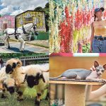 周末好去處。大埔特色農莊｜坐南瓜車巡遊＋旋轉木馬裝置打卡＋探無毛貓