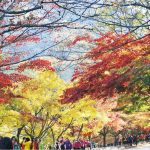 韓國追楓｜來一趟韓式登山賞紅葉   下榻寺院修心養性   體驗佛教和當地傳統文化