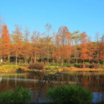【香港紅葉2023】香港五大賞紅葉地點+賞紅葉情報網站！掌握最佳時機