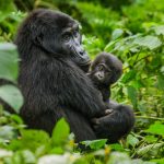 非洲動物生態新一章<br>烏干達追尋黑猩猩踪跡 窺探爬樹獅子覓食時刻