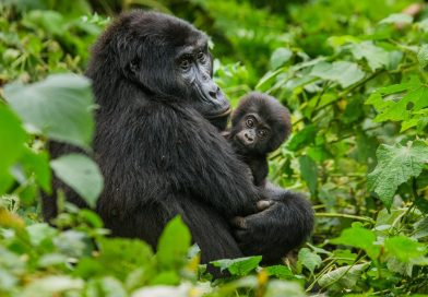 非洲動物生態新一章<br>烏干達追尋黑猩猩踪跡 窺探爬樹獅子覓食時刻
